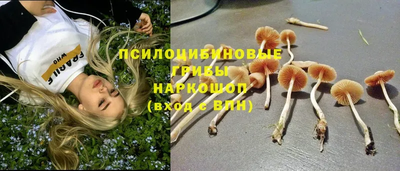 Псилоцибиновые грибы Cubensis Верещагино